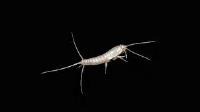 SES Silverfish Control Hobart image 5